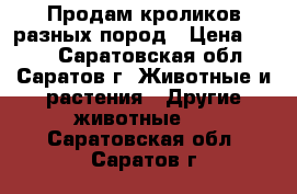 Продам кроликов разных пород › Цена ­ 400 - Саратовская обл., Саратов г. Животные и растения » Другие животные   . Саратовская обл.,Саратов г.